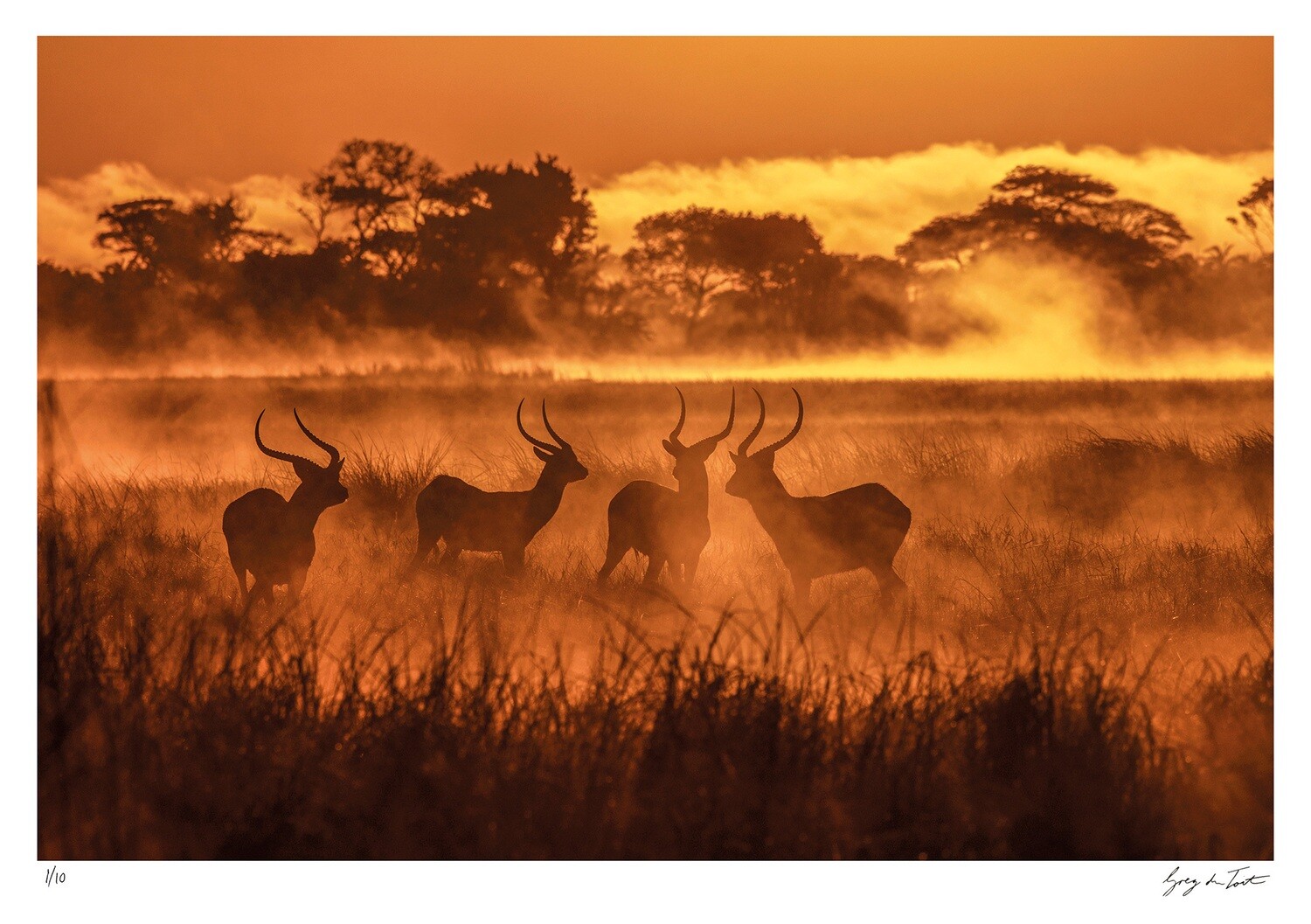 Ethereal Collection - Lechwes in the Mist | Ed 10 | Greg Du Toit Ethereal Collection - Lechwes in the Mist | Ed 10 | Greg Du Toit