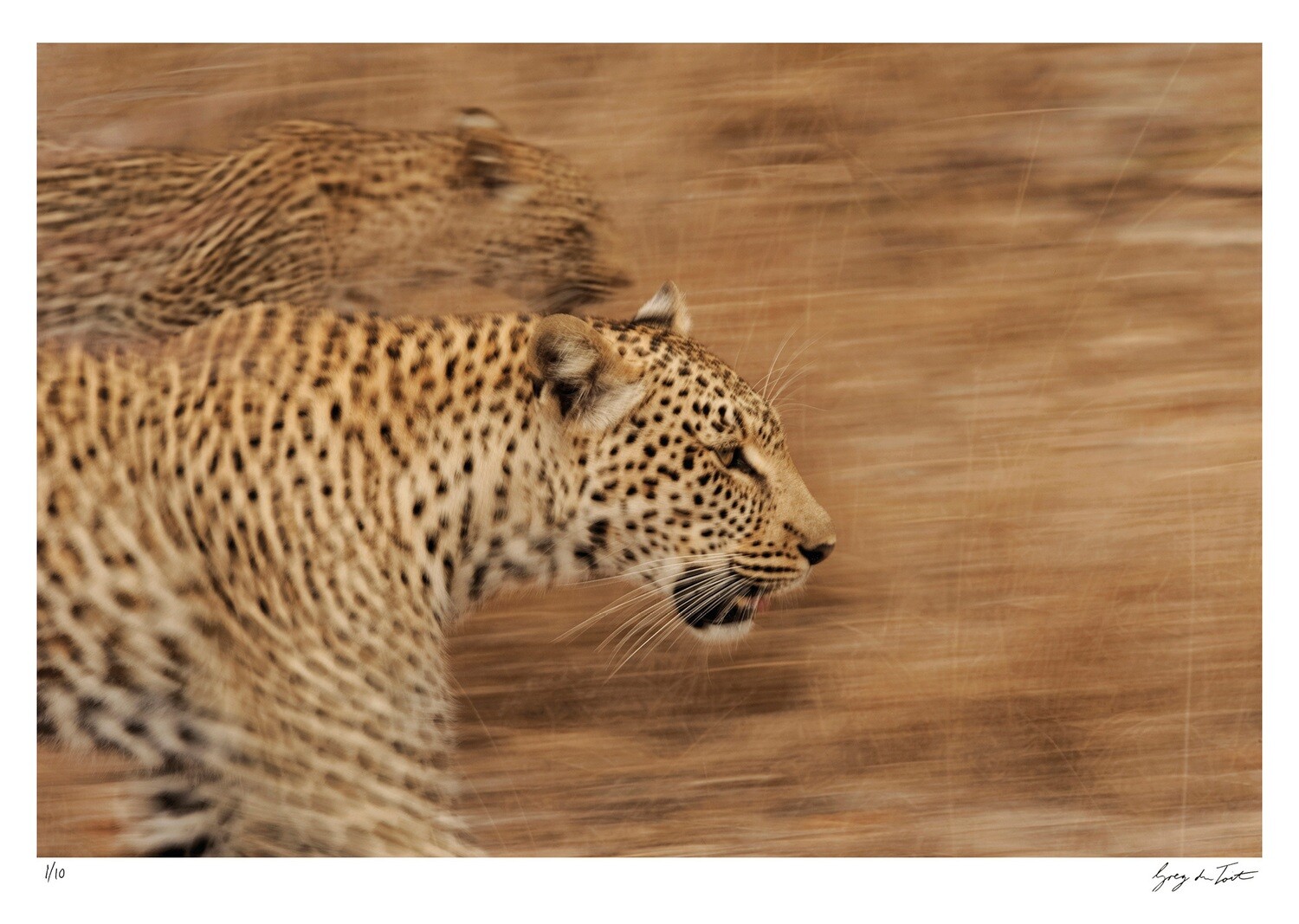 On the Move - Leopards on the Prowl | Ed 10 | Greg Du Toit On the Move - Leopards on the Prowl | Ed 10 | Greg Du Toit