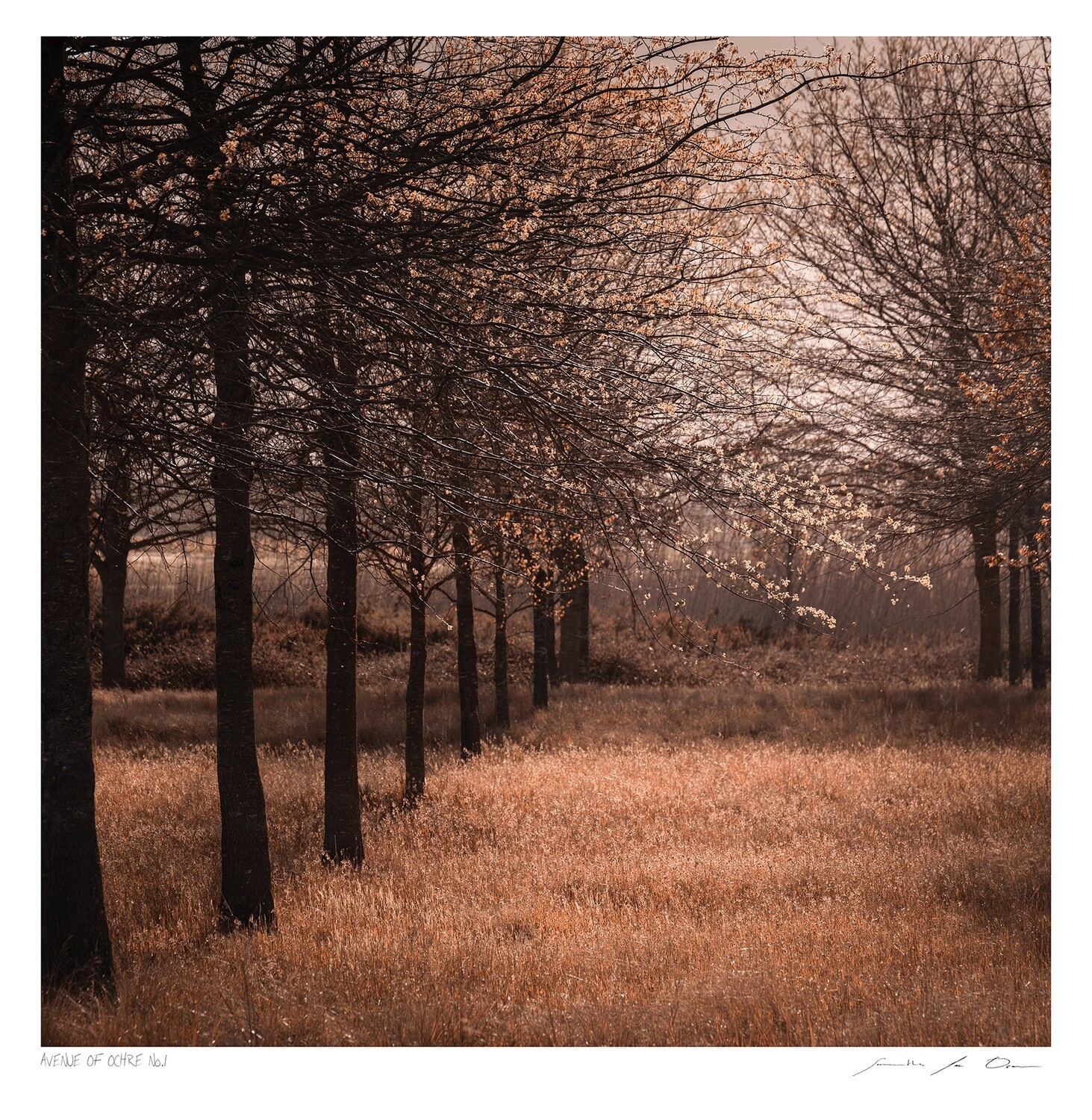 Avenue of Ochre No.1 | Ltd Ed | Samantha Lee Osner Avenue of Ochre No.1 | Ltd Ed | Samantha Lee Osner