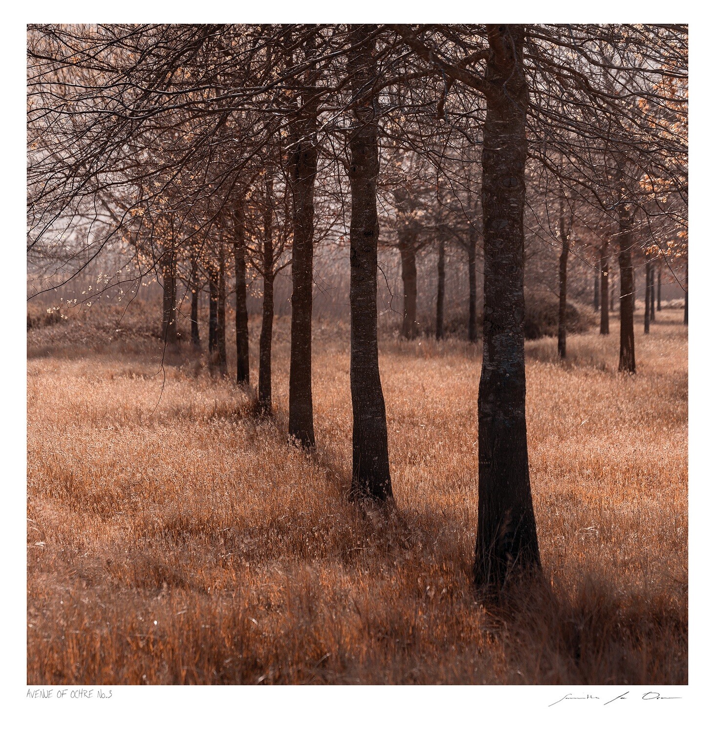 Avenue of Ochre No.3 | Ltd Ed | Samantha Lee Osner Avenue of Ochre No.3 | Ltd Ed | Samantha Lee Osner