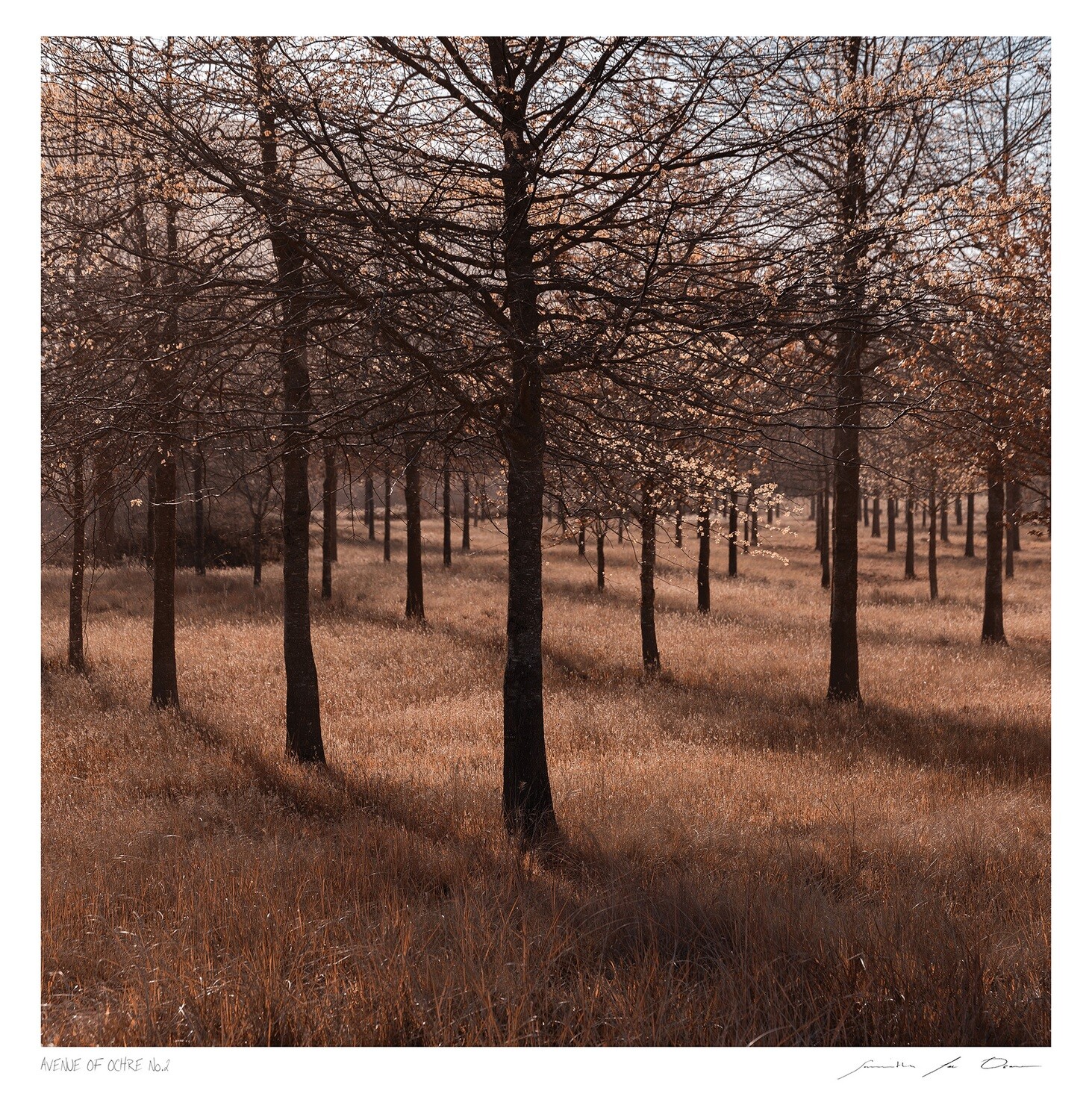 Avenue of Ochre No.2 | Ltd Ed | Samantha Lee Osner Avenue of Ochre No.2 | Ltd Ed | Samantha Lee Osner