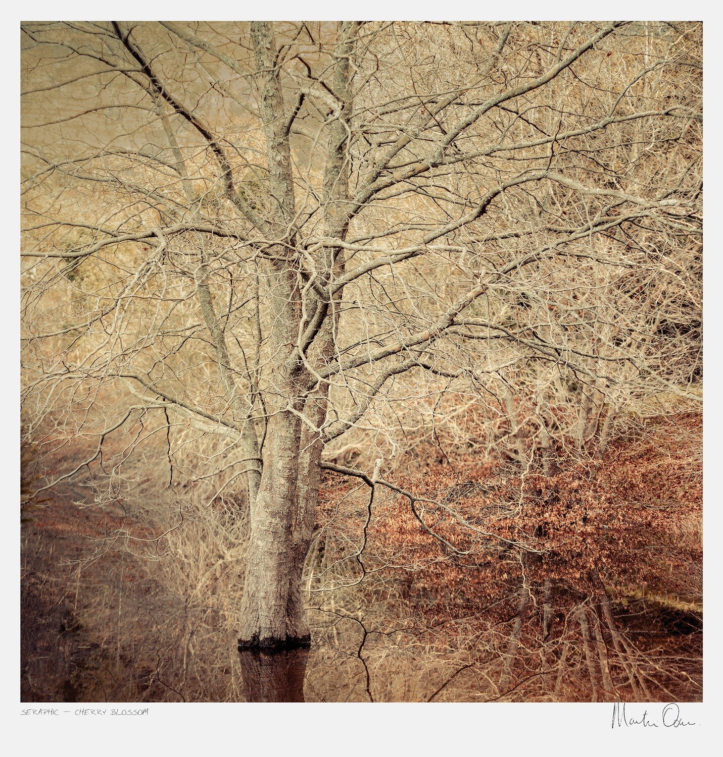 Seraphic | Cherry Blossom | Martin Osner Seraphic | Cherry Blossom | Martin Osner