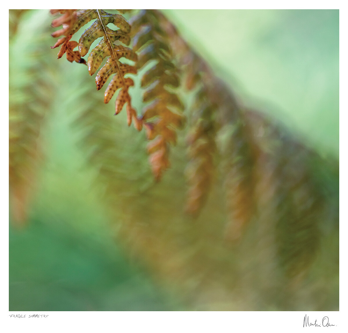 Fragile symmetry | Martin Osner Fragile symmetry | Martin Osner