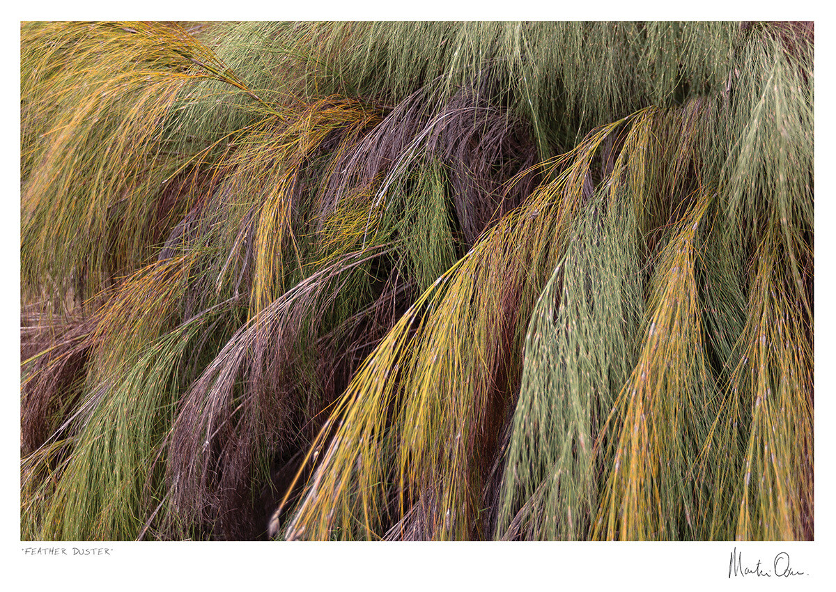 Feather duster | Martin Osner Feather duster | Martin Osner
