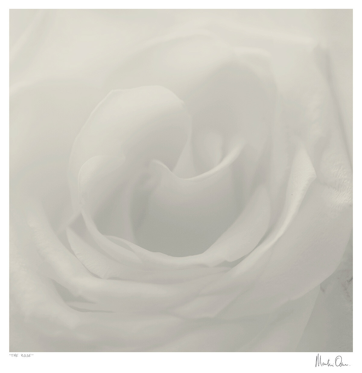 The Rose | Martin Osner The Rose | Martin Osner