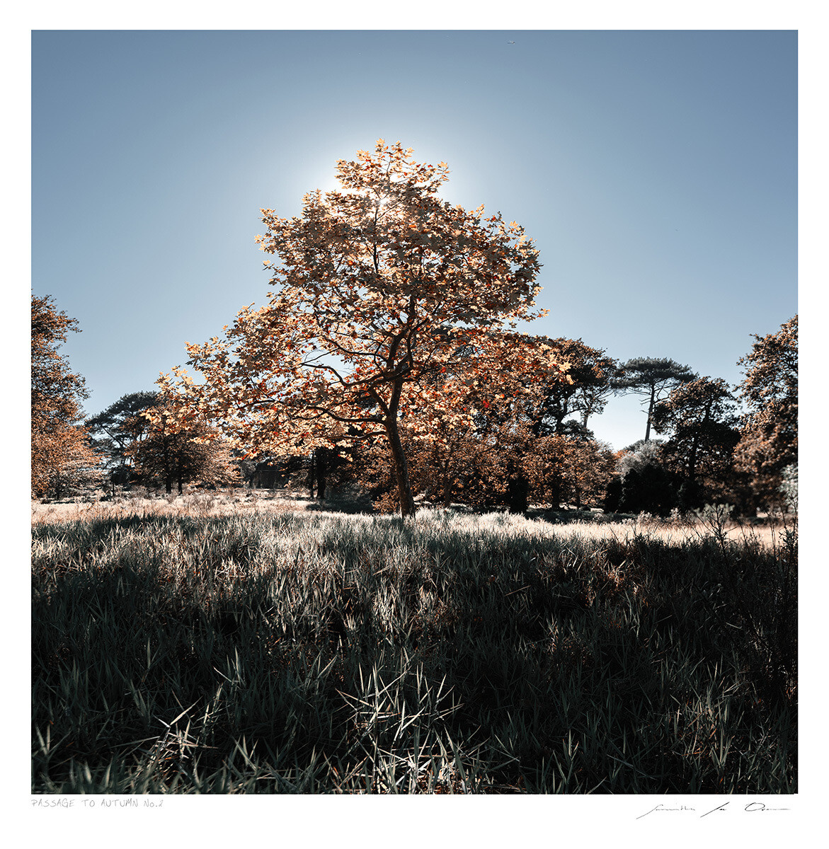 Passage to Autumn No.2 | Samantha Lee Osner Passage to Autumn No.2 | Samantha Lee Osner