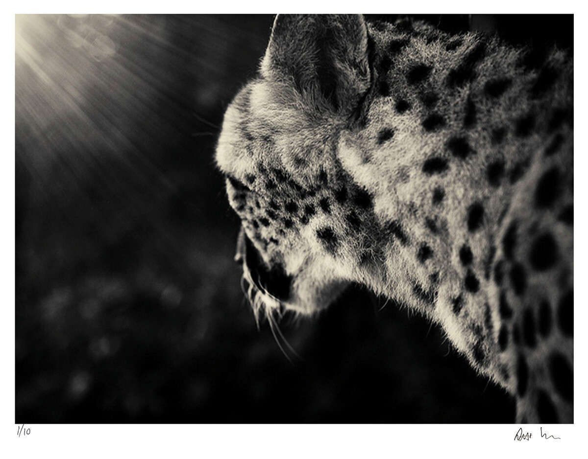 Creatures No.3 | Ed 20 | Antti Viitala Creatures No.3 | Ed 20 | Antti Viitala