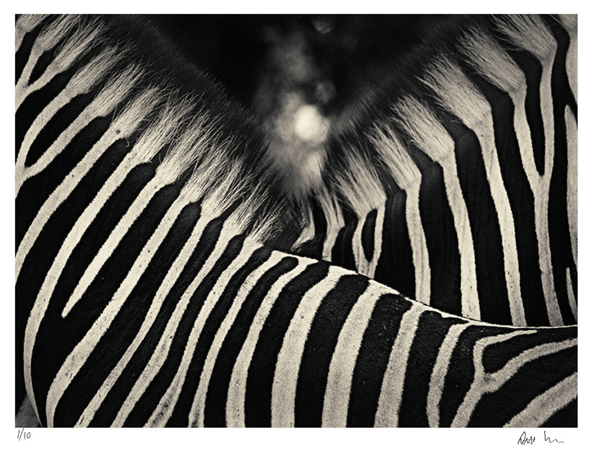 Creatures No.6 | Ed 20 | Antti Viitala Creatures No.6 | Ed 20 | Antti Viitala