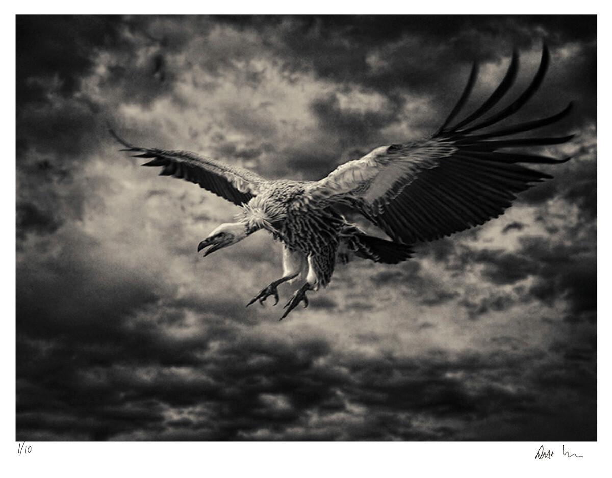 Creatures No.7 | Ed 20 | Antti Viitala Creatures No.7 | Ed 20 | Antti Viitala