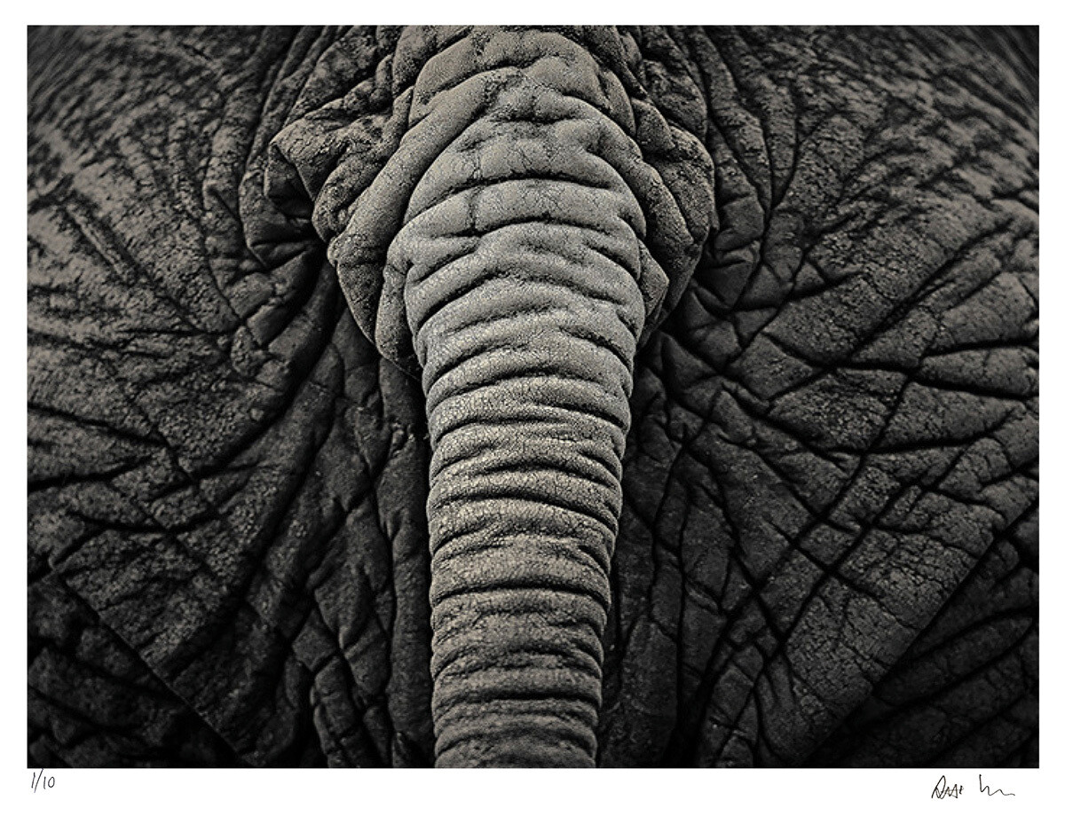Creatures No.1 | Ed 20 | Antti Viitala Creatures No.1 | Ed 20 | Antti Viitala