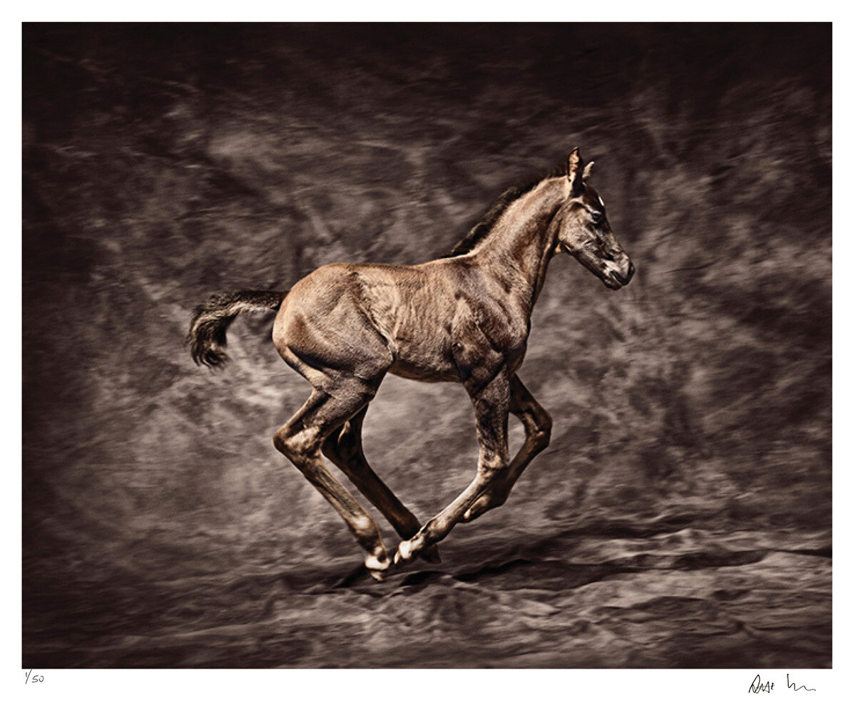 Warmbloods No.1 | Ed 50 | Antti Viitala Warmbloods No.1 | Ed 50 | Antti Viitala