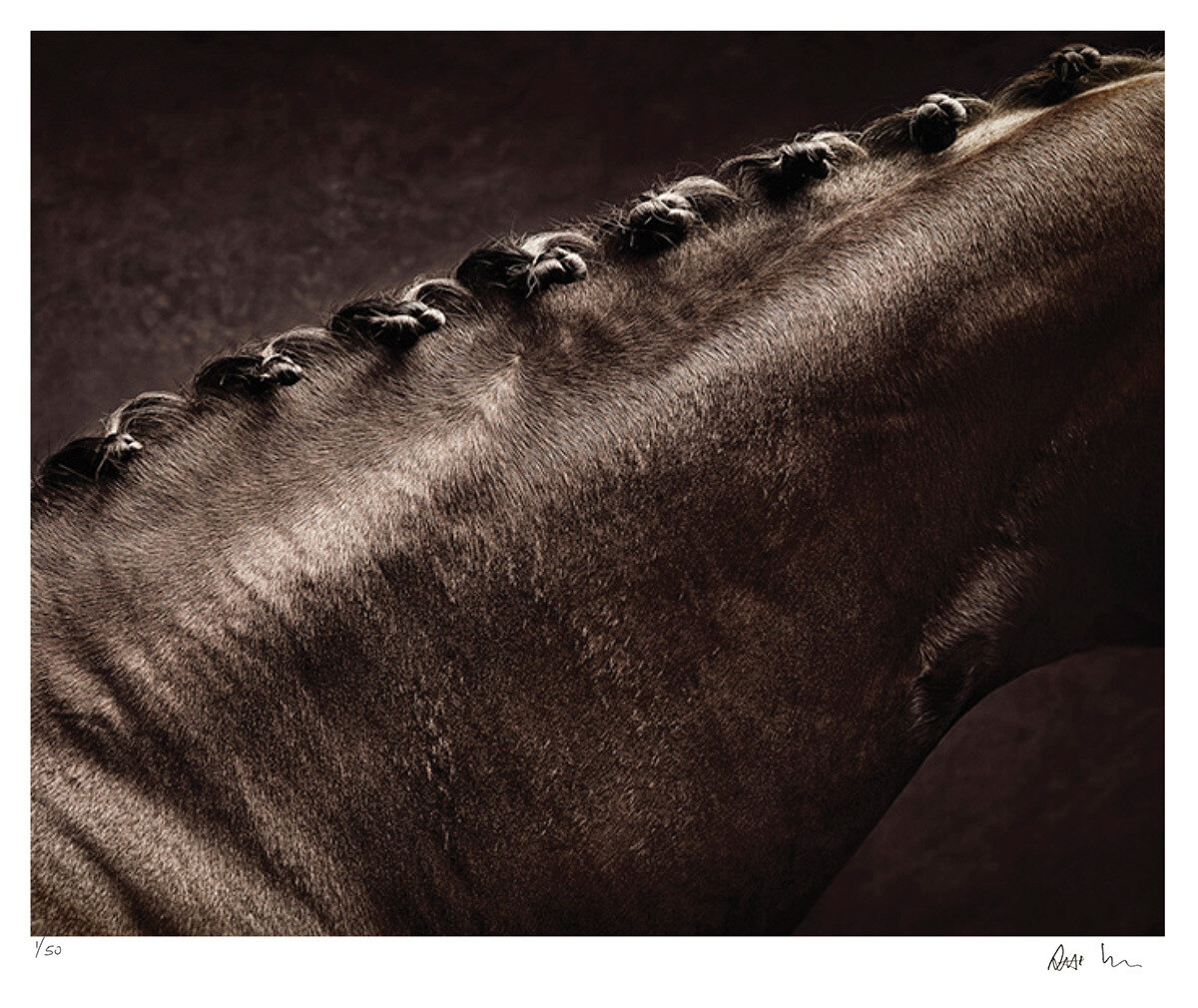 Warmbloods No.4 | Ed 50 | Antti Viitala Warmbloods No.4 | Ed 50 | Antti Viitala