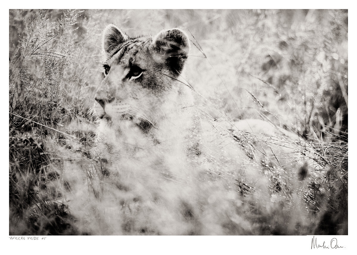 African Pride No.1 | Martin Osner African Pride No.1 | Martin Osner