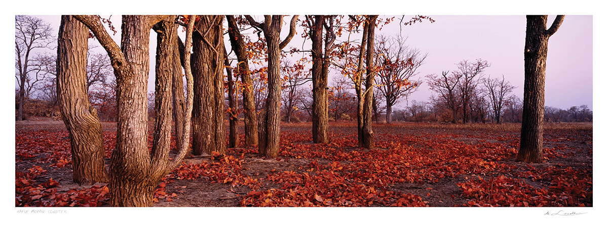 Kafue Mopane Cluster | Ed 25 | Koos van der Lende Kafue Mopane Cluster | Ed 25 | Koos van der Lende