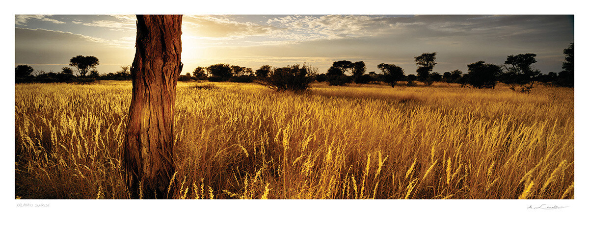 Kalahari Sunrise | Ed 25 | Koos van der Lende Kalahari Sunrise | Ed 25 | Koos van der Lende