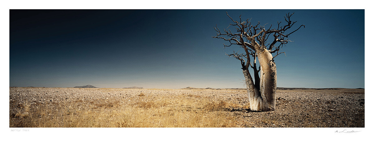 Bottle Tree | Ed 25 | Koos van der Lende Bottle Tree | Ed 25 | Koos van der Lende