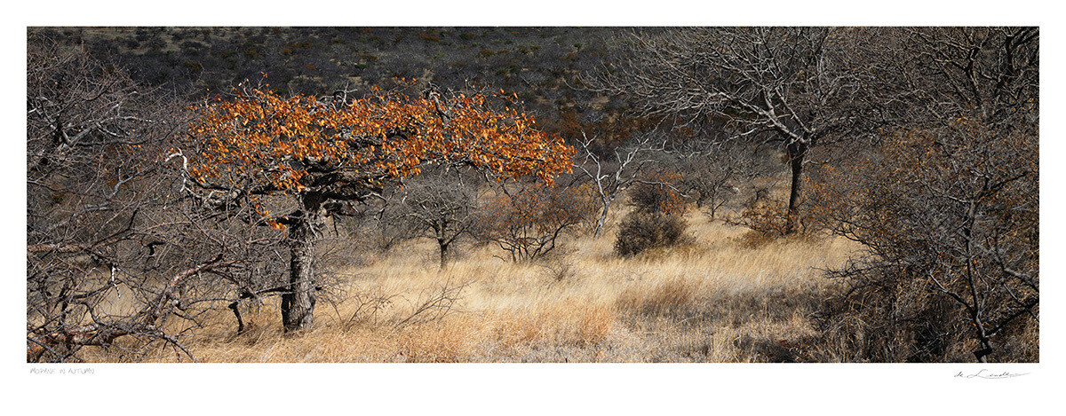 Mopane in Autumn | Ed 25 | Koos van der Lende Mopane in Autumn | Ed 25 | Koos van der Lende