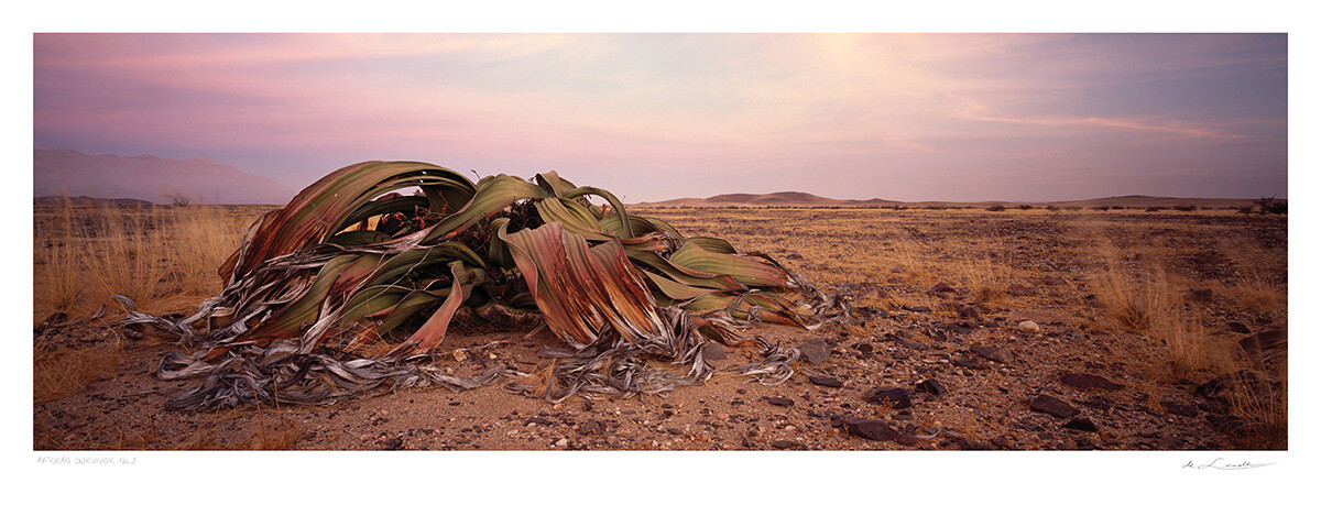 African Survivor No.3 | Ed 25 | Koos van der Lende African Survivor No.3 | Ed 25 | Koos van der Lende