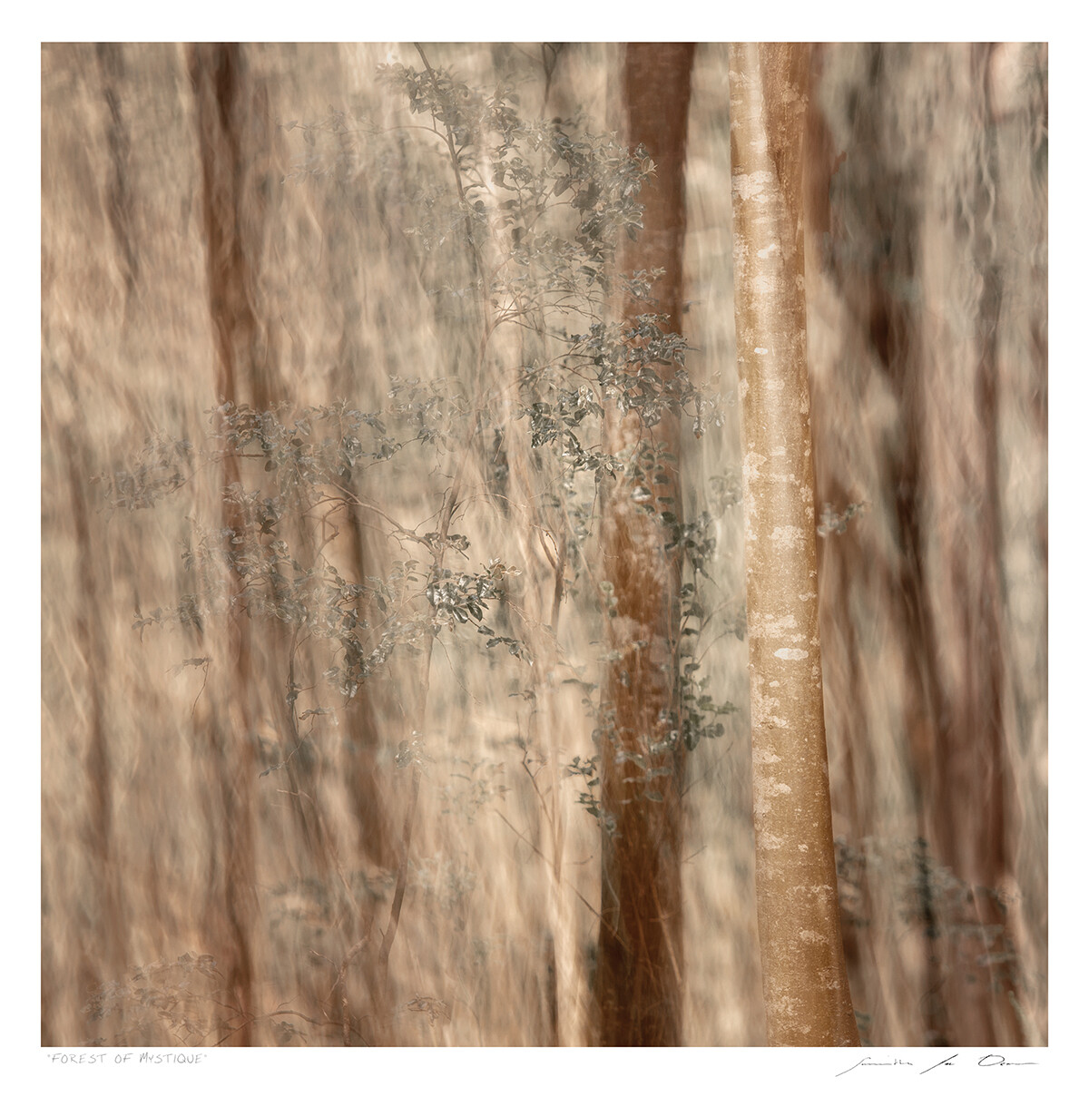 Forest of Mystique | Ed 25 | Samantha Lee Osner Forest of Mystique | Ed 25 | Samantha Lee Osner