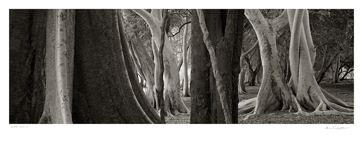 Ndumo Forest | Ed 25 | Koos van der Lende Ndumo Forest | Ed 25 | Koos van der Lende