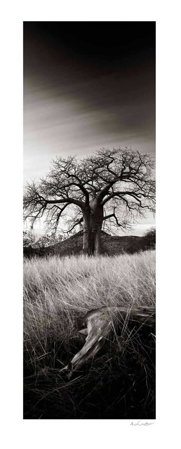Baobab Legacy | Ed 25 | Koos van der Lende Baobab Legacy | Ed 25 | Koos van der Lende