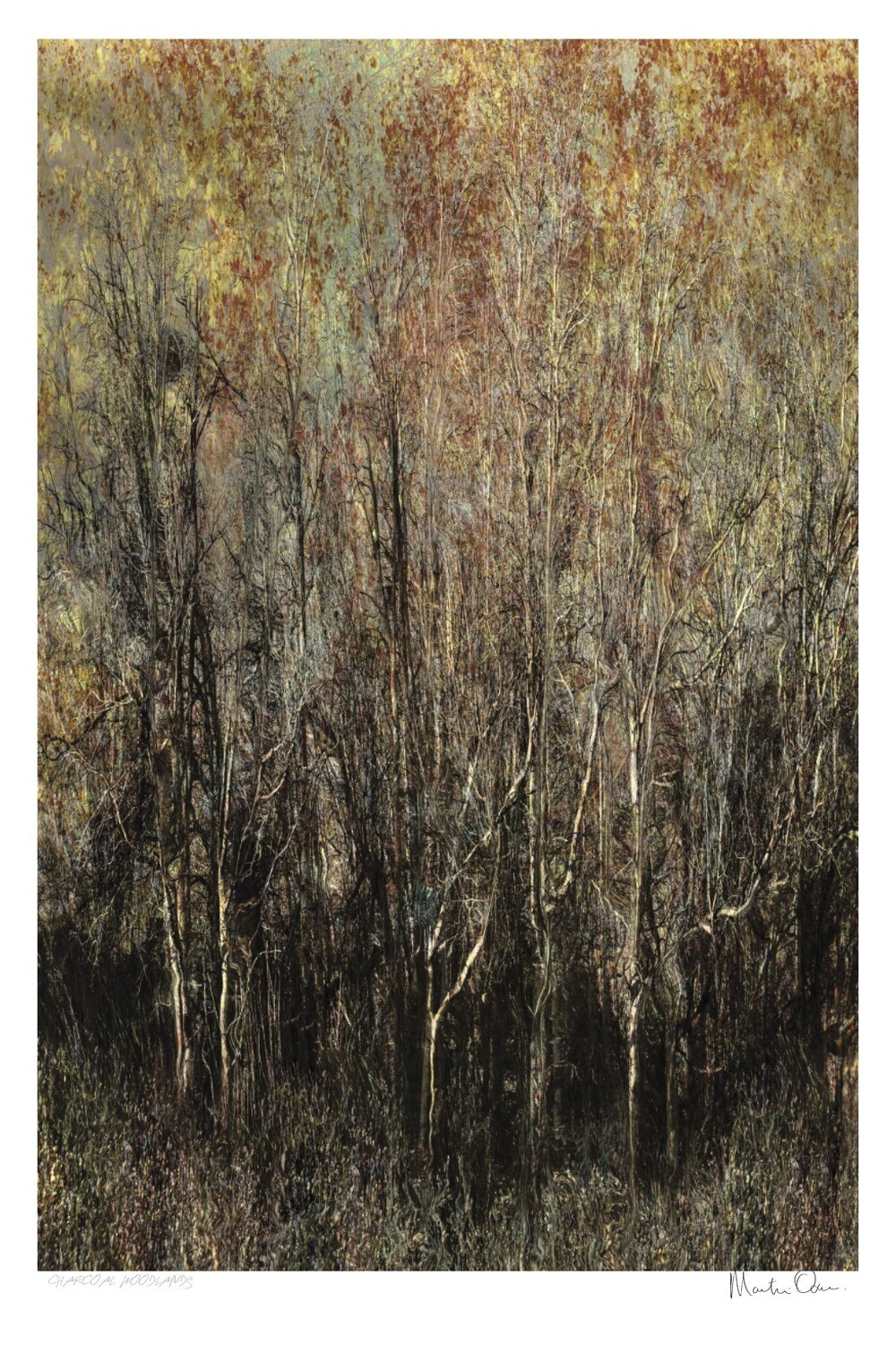 Carbon Woodlands | Ltd Ed | Martin Osner Carbon Woodlands | Ltd Ed | Martin Osner