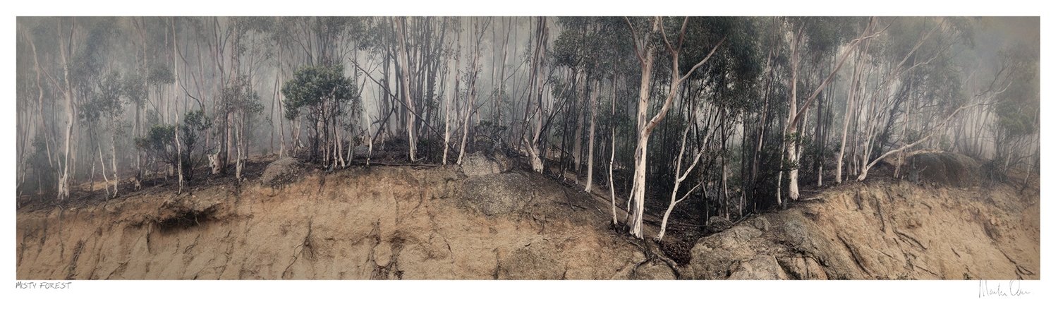 Misty Forest - Table Mountain | Martin Osner Misty Forest - Table Mountain | Martin Osner