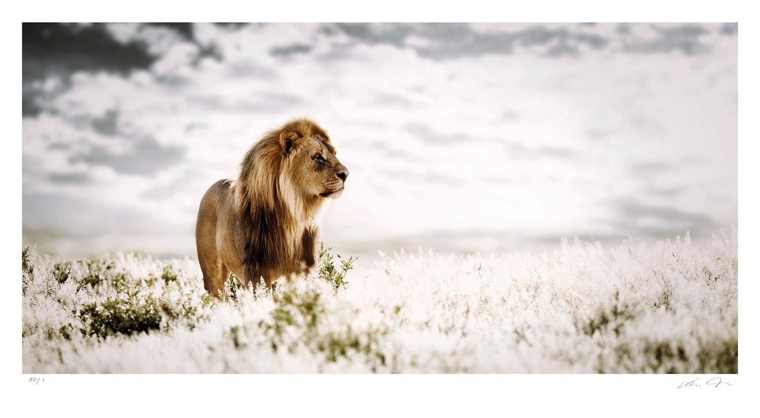 Pride of Africa | Ltd Ed | Klaus Tiedge Pride of Africa | Ltd Ed | Klaus Tiedge