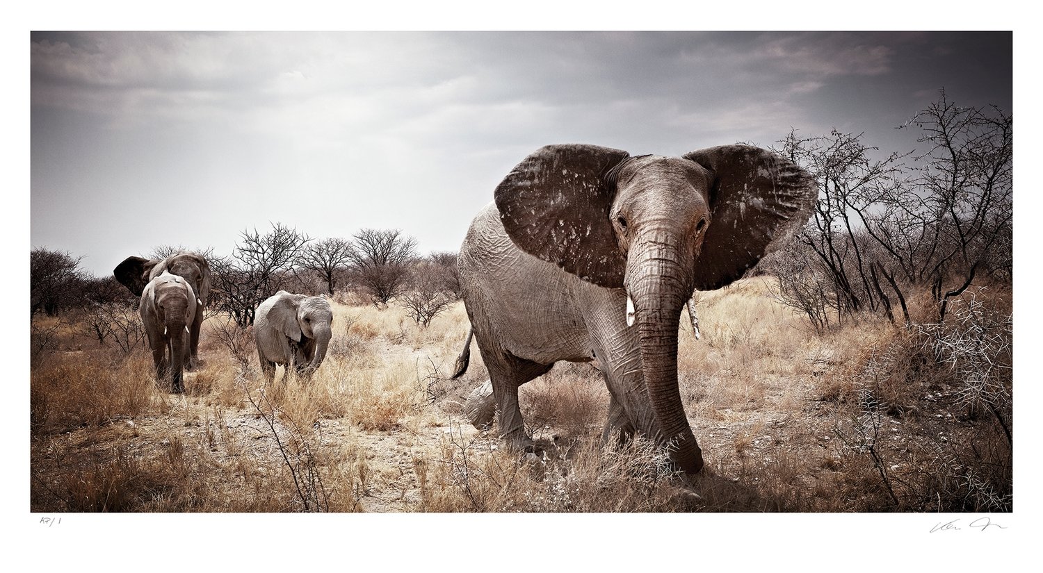 Matriarch No.2 | Ltd Ed | Klaus Tiedge Matriarch No.2 | Ltd Ed | Klaus Tiedge