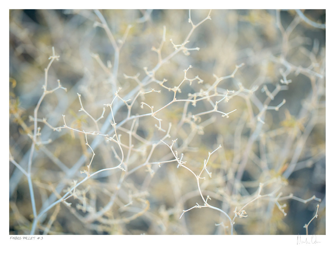 Fynbos Pallet No.3 | Martin Osner Fynbos Pallet No.3 | Martin Osner