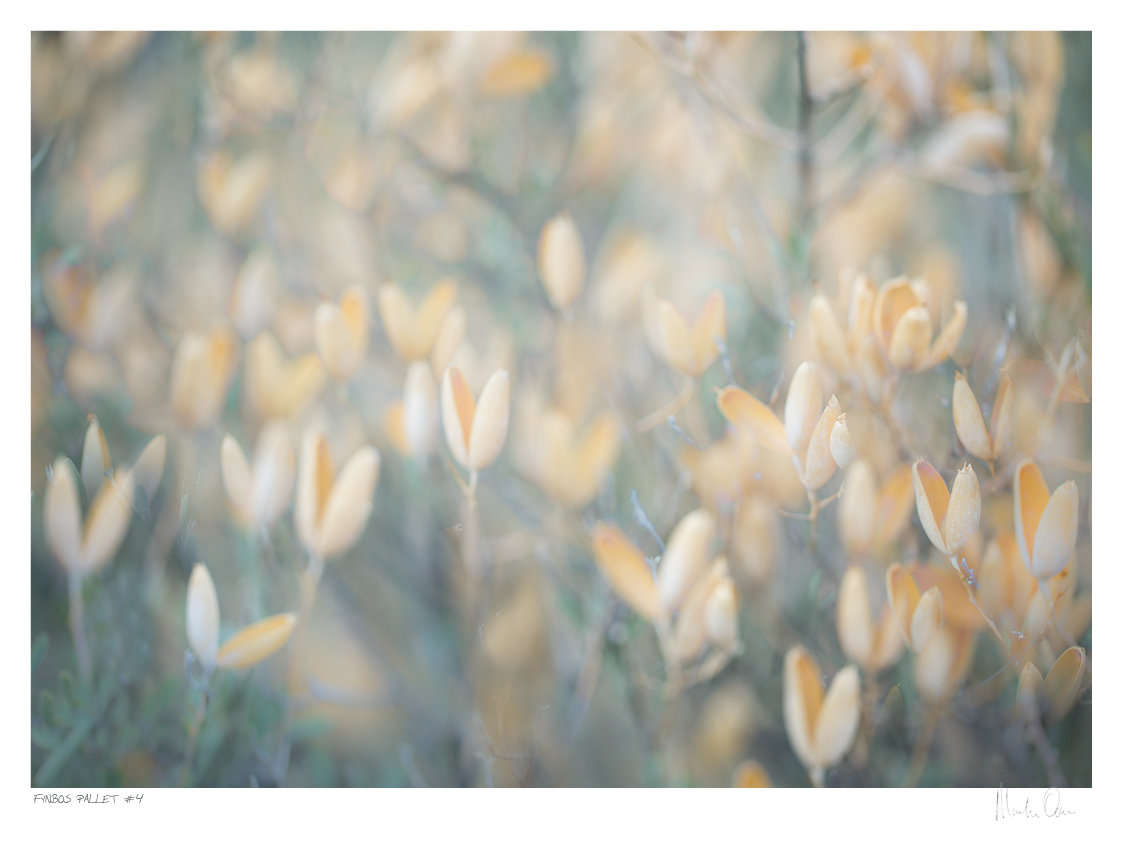 Fynbos Pallet No.4 | Martin Osner Fynbos Pallet No.4 | Martin Osner
