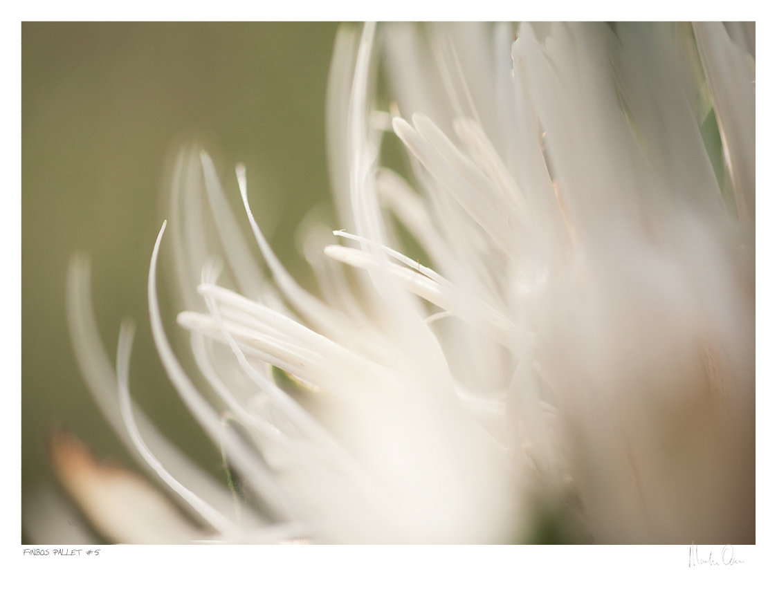 Fynbos Pallet No.5 | Martin Osner Fynbos Pallet No.5 | Martin Osner