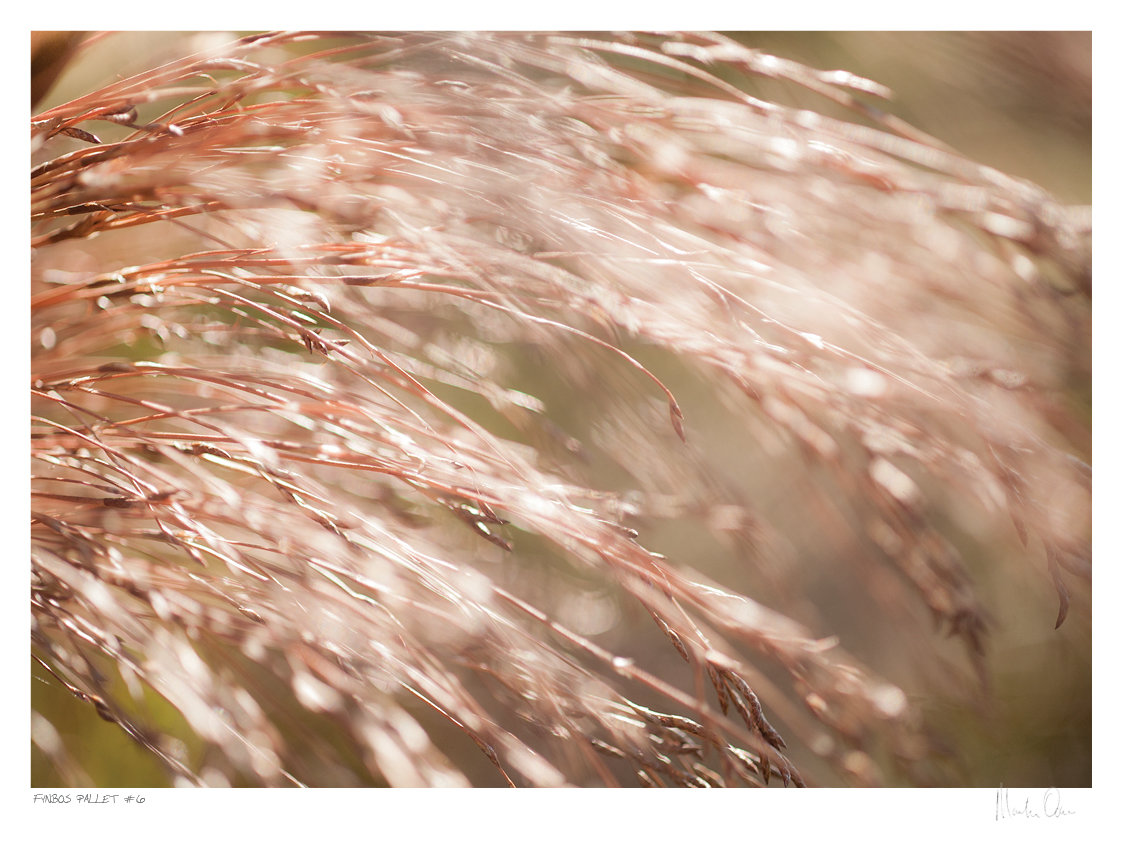 Fynbos Pallet No.6 | Martin Osner Fynbos Pallet No.6 | Martin Osner