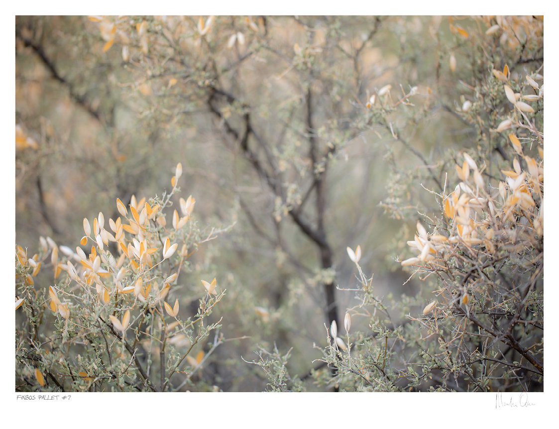 Fynbos Pallet No.7 | Martin Osner Fynbos Pallet No.7 | Martin Osner