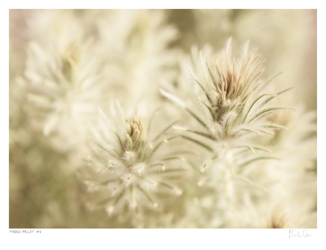 Fynbos Pallet No.8 | Martin Osner Fynbos Pallet No.8 | Martin Osner