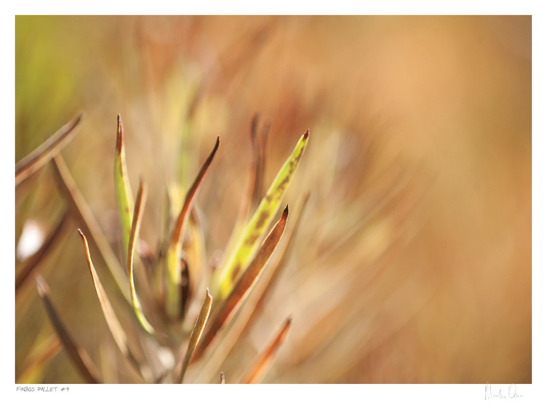 Fynbos Pallet No.9 | Martin Osner Fynbos Pallet No.9 | Martin Osner