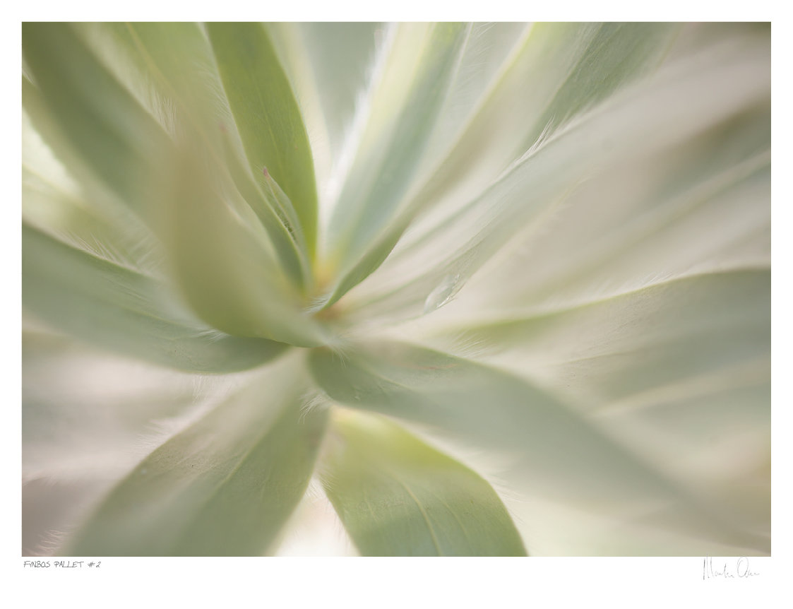 Fynbos Pallet No.2 | Martin Osner Fynbos Pallet No.2 | Martin Osner