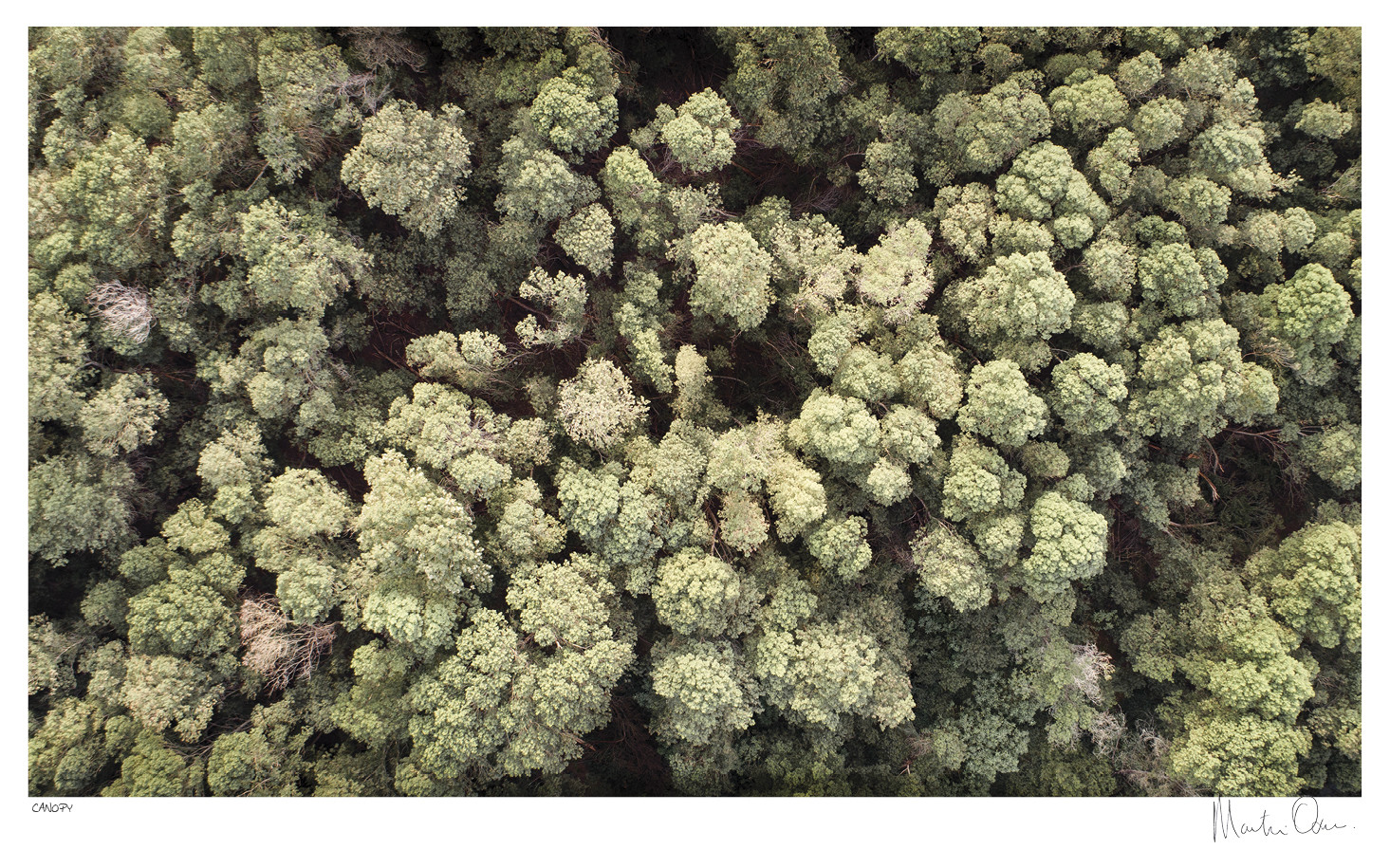 From Above | Canopy | Martin Osner From Above | Canopy | Martin Osner