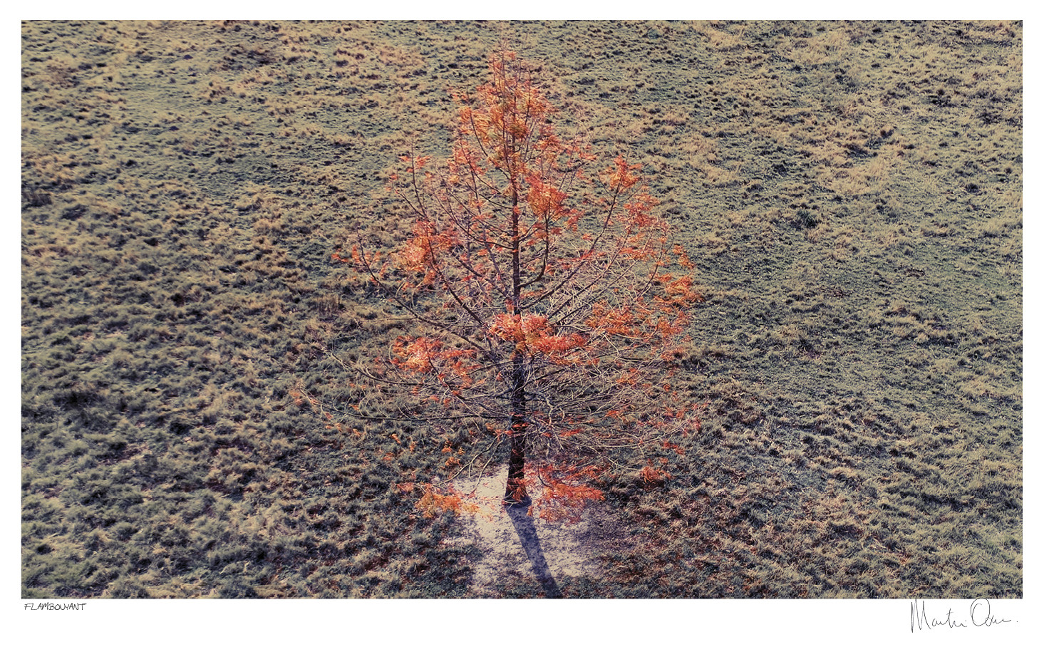 From Above | Flamboyant | Martin Osner From Above | Flamboyant | Martin Osner