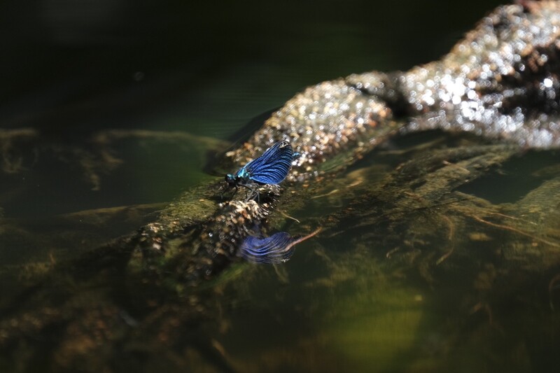 Cerulean Reflections