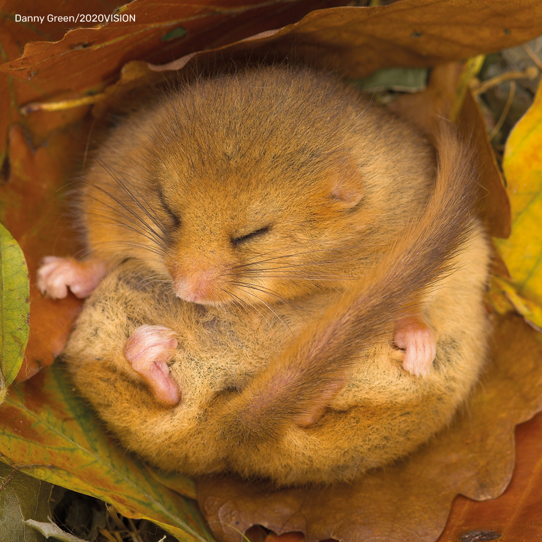 Dormouse Digital  Adoption
