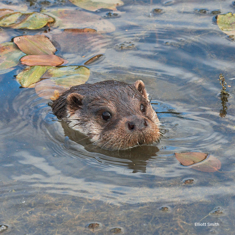 Otter Digital  Adoption