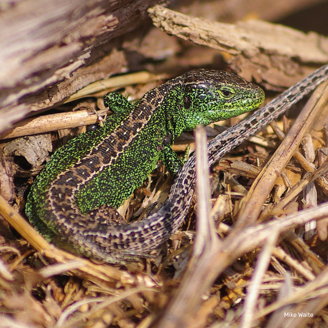 Sand Lizard Digital Adoption
