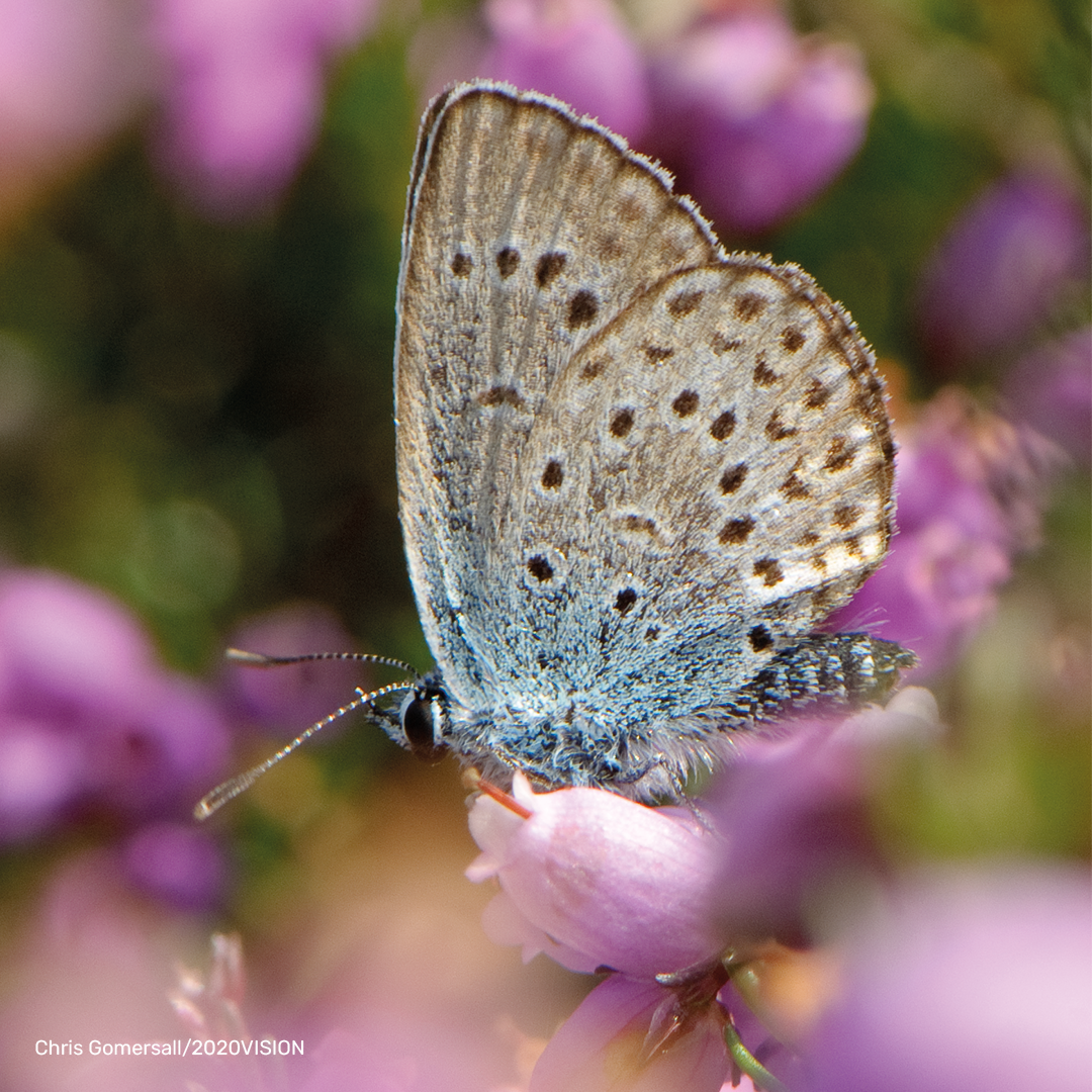 Silver-studded Blue Digital Adoption