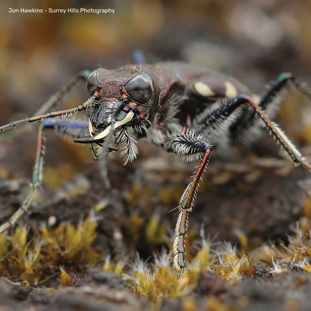 Heath Tiger Beetle Digital Adoption