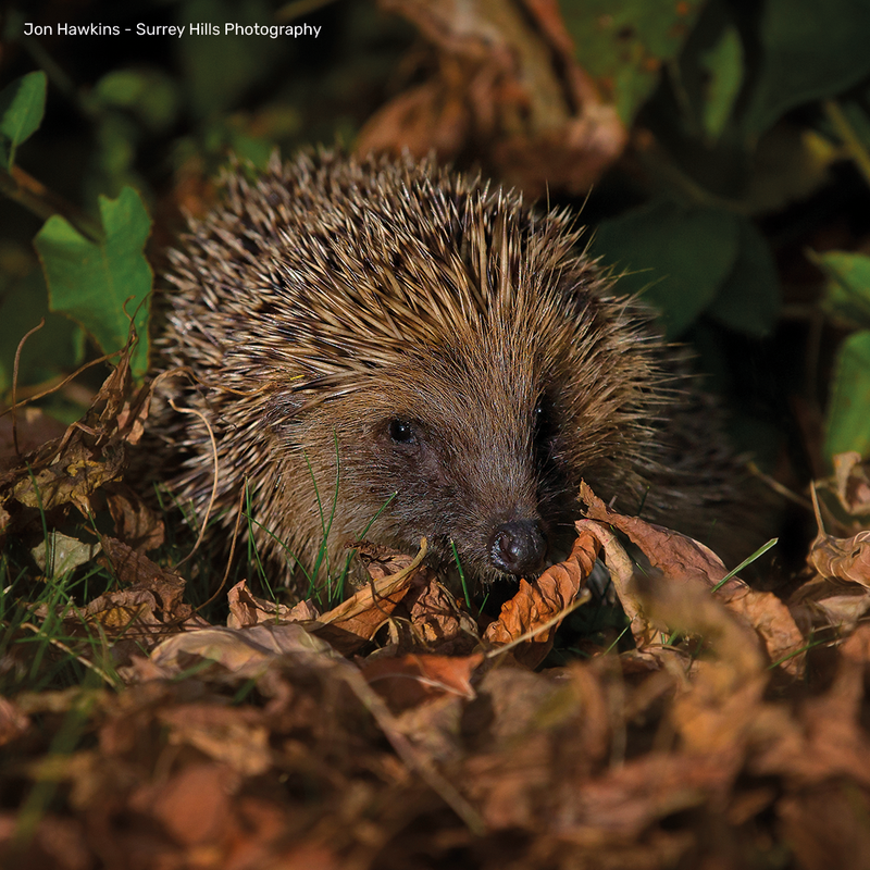 Hedgehog Digital Adoption