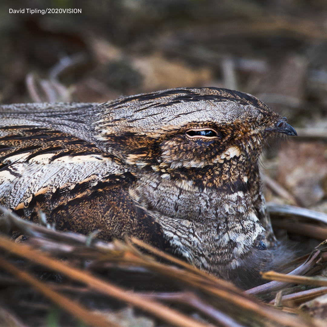 Nightjar Digital Adoption