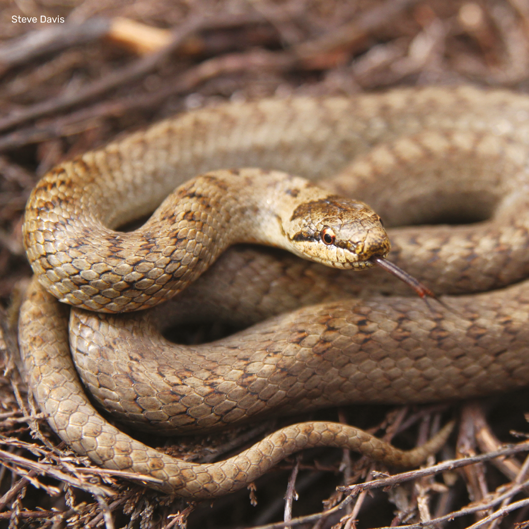 Smooth Snake Digital Adoption