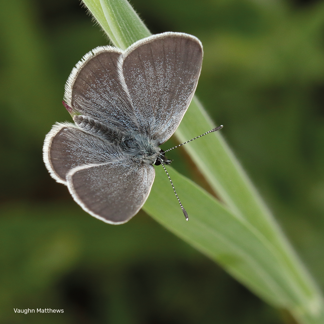 Small Blue Digital Adoption