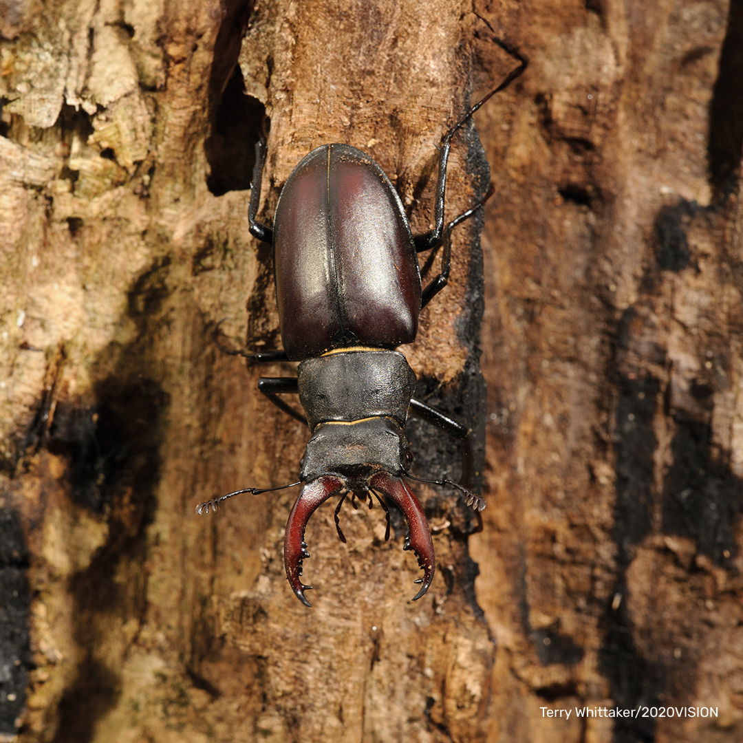 Stag Beetle Digital Adoption
